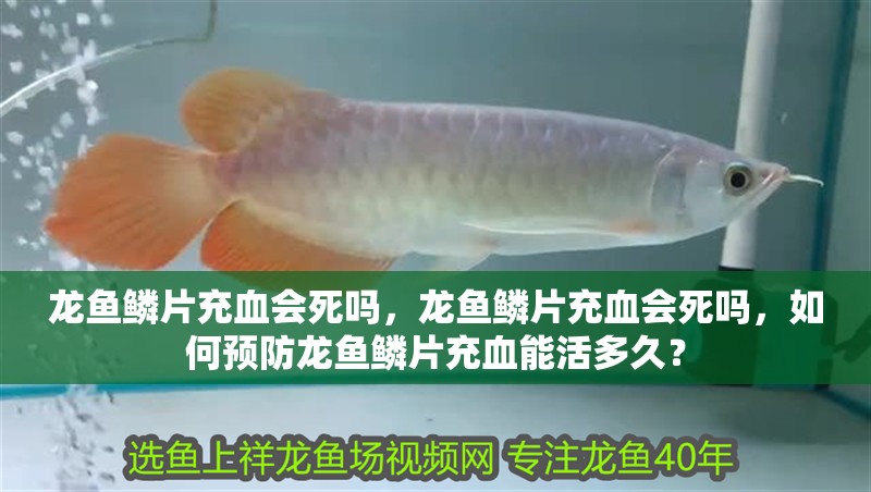 龍魚鱗片充血會死嗎，龍魚鱗片充血會死嗎，如何預防龍魚鱗片充血能活多久？