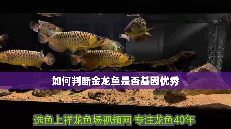 如何判斷金龍魚是否基因優秀