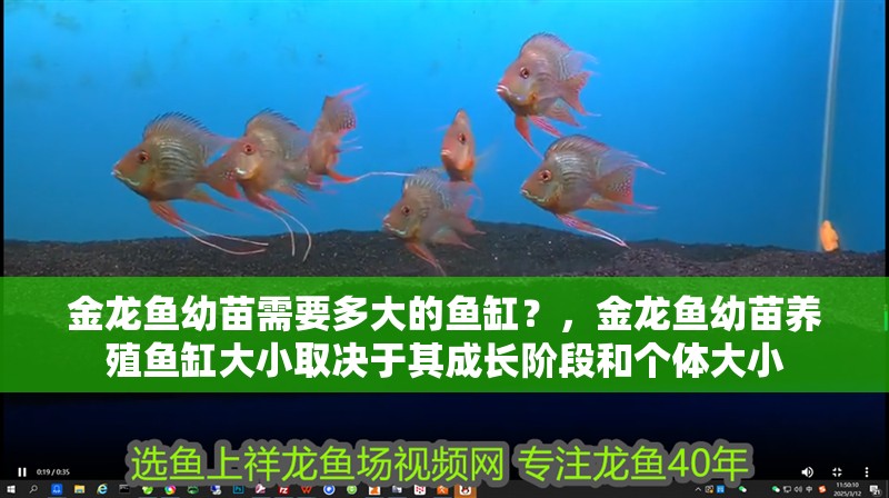金龍魚幼苗需要多大的魚缸？，金龍魚幼苗養(yǎng)殖魚缸大小取決于其成長階段和個體大小