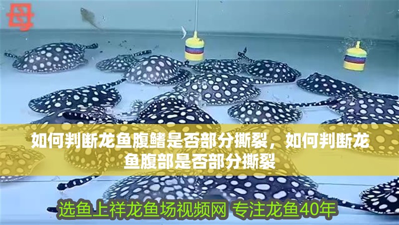 如何判斷龍魚腹鰭是否部分撕裂，如何判斷龍魚腹部是否部分撕裂