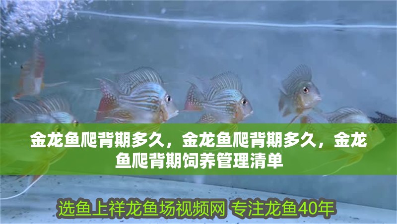 金龍魚爬背期多久，金龍魚爬背期多久，金龍魚爬背期飼養管理清單