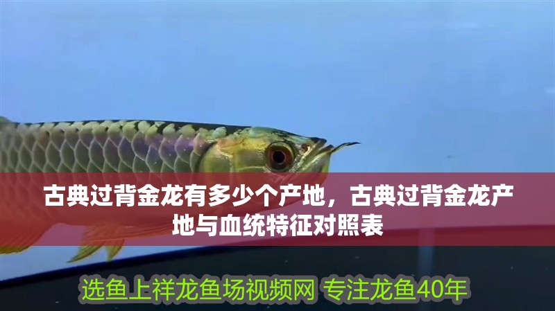 古典過背金龍有多少個(gè)產(chǎn)地，古典過背金龍產(chǎn)地與血統(tǒng)特征對(duì)照表