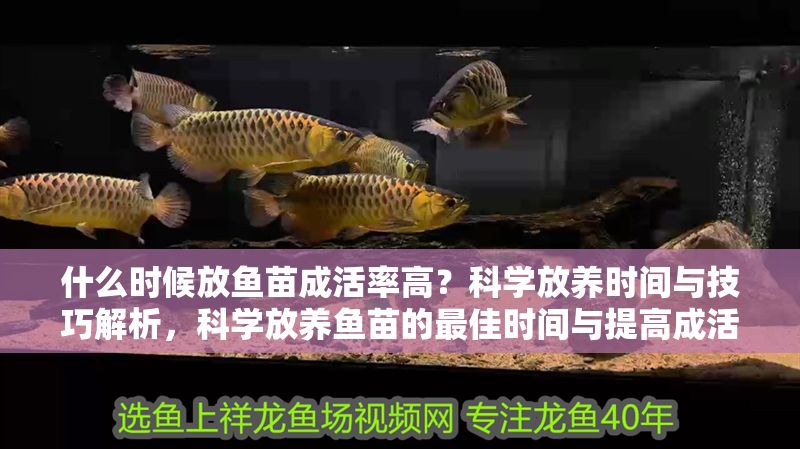 什么時候放魚苗成活率高？科學放養(yǎng)時間與技巧解析，科學放養(yǎng)魚苗的最佳時間與提高成活率的關(guān)鍵技巧