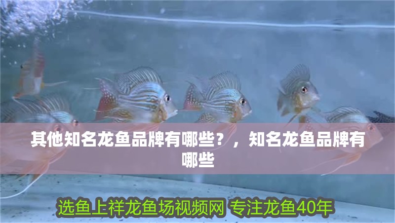 其他知名龍魚品牌有哪些？，知名龍魚品牌有哪些