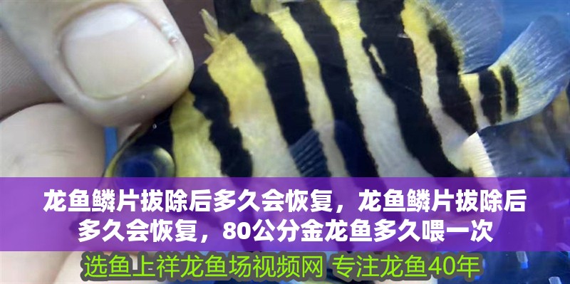 龍魚鱗片拔除后多久會恢復，龍魚鱗片拔除后多久會恢復，80公分金龍魚多久喂一次