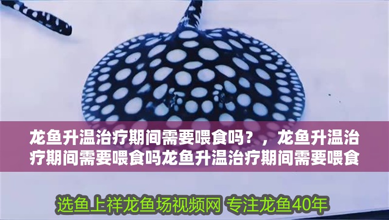 龍魚升溫治療期間需要喂食嗎？，龍魚升溫治療期間需要喂食嗎龍魚升溫治療期間需要喂食嗎
