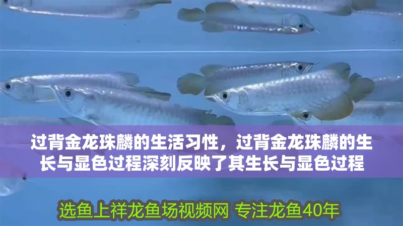 過背金龍珠麟的生活習性，過背金龍珠麟的生長與顯色過程深刻反映了其生長與顯色過程