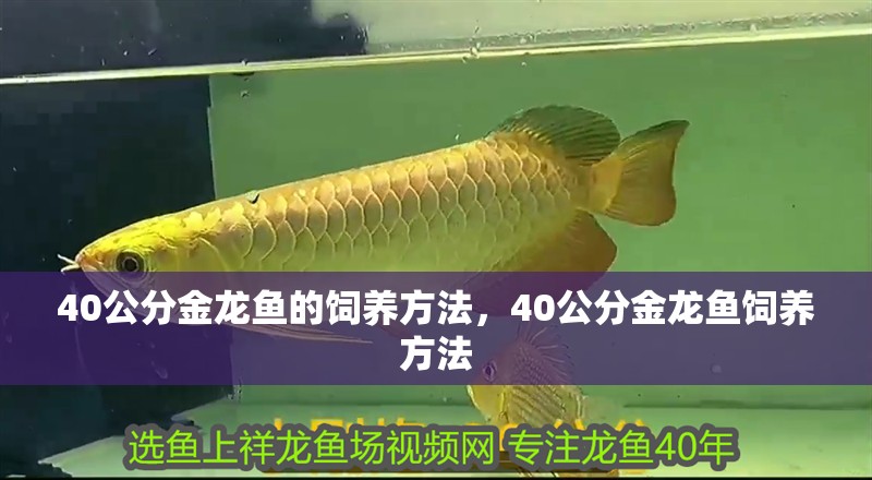 40公分金龍魚的飼養方法，40公分金龍魚飼養方法