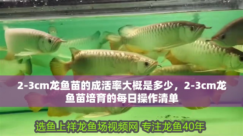 2-3cm龍魚苗的成活率大概是多少，2-3cm龍魚苗培育的每日操作清單