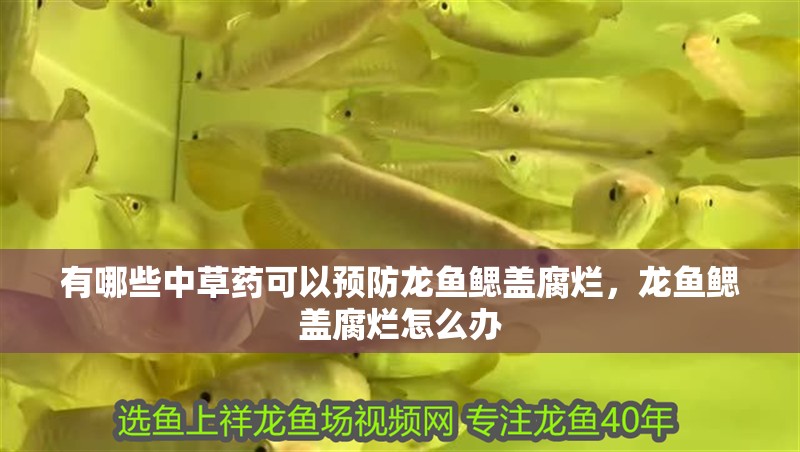 有哪些中草藥可以預(yù)防龍魚鰓蓋腐爛，龍魚鰓蓋腐爛怎么辦