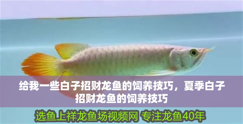 給我一些白子招財龍魚的飼養(yǎng)技巧，夏季白子招財龍魚的飼養(yǎng)技巧
