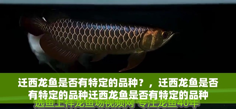 遷西龍魚是否有特定的品種？，遷西龍魚是否有特定的品種遷西龍魚是否有特定的品種