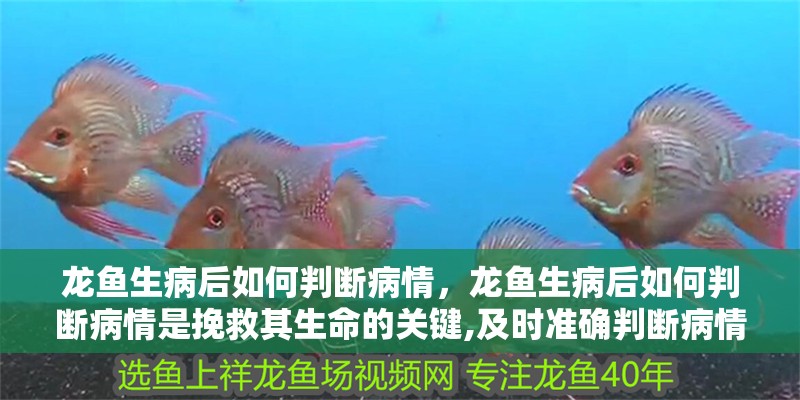 龍魚生病后如何判斷病情，龍魚生病后如何判斷病情是挽救其生命的關(guān)鍵,及時準(zhǔn)確判斷病情