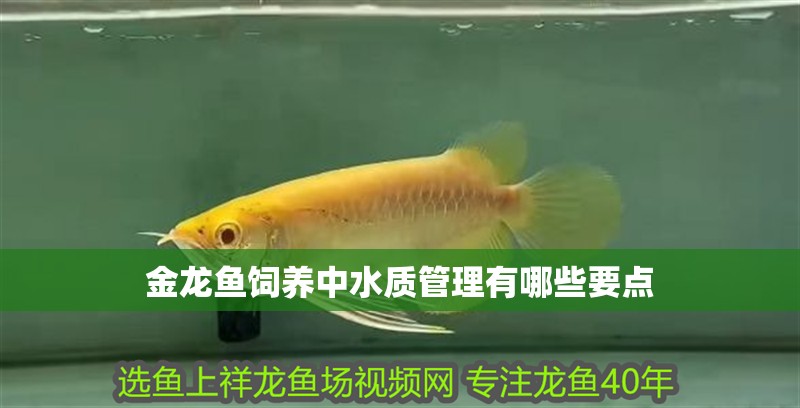 金龍魚飼養中水質管理有哪些要點
