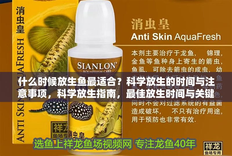 什么時候放生魚最適合？科學放生的時間與注意事項，科學放生指南，最佳放生時間與關鍵注意事項