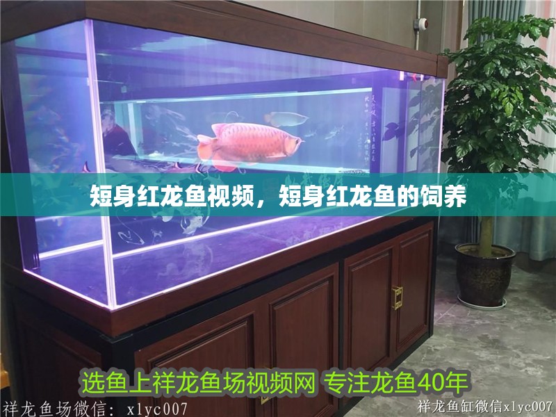 短身紅龍魚視頻，短身紅龍魚的飼養