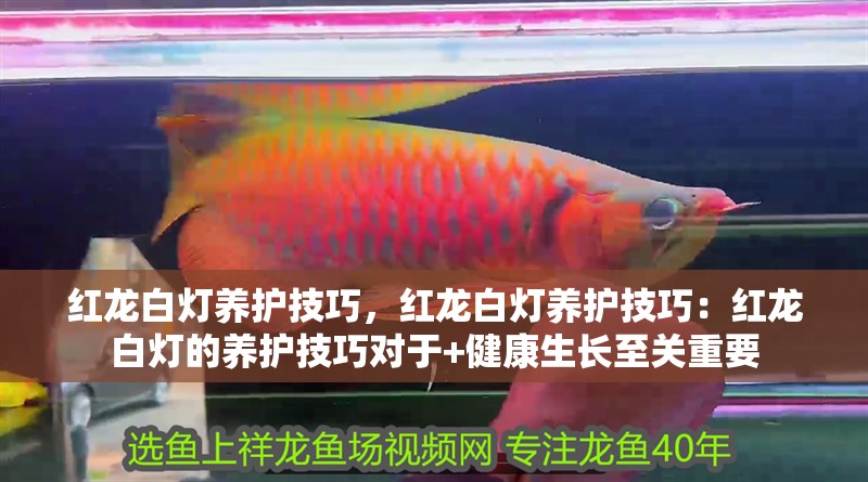 紅龍白燈養(yǎng)護(hù)技巧，紅龍白燈養(yǎng)護(hù)技巧：紅龍白燈的養(yǎng)護(hù)技巧對(duì)于+健康生長(zhǎng)至關(guān)重要