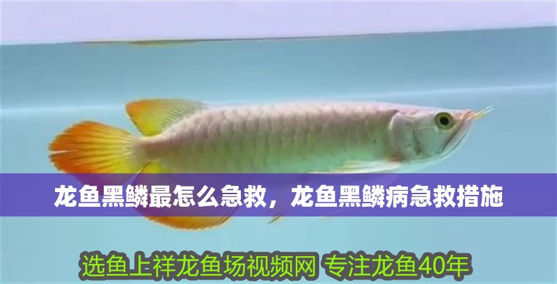 龍魚黑鱗最怎么急救，龍魚黑鱗病急救措施