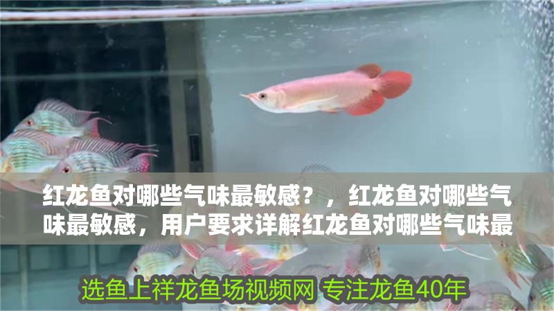紅龍魚對哪些氣味最敏感？，紅龍魚對哪些氣味最敏感，用戶要求詳解紅龍魚對哪些氣味最敏感