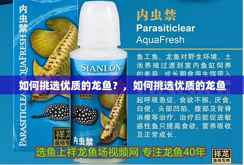 如何挑選優質的龍魚？，如何挑選優質的龍魚