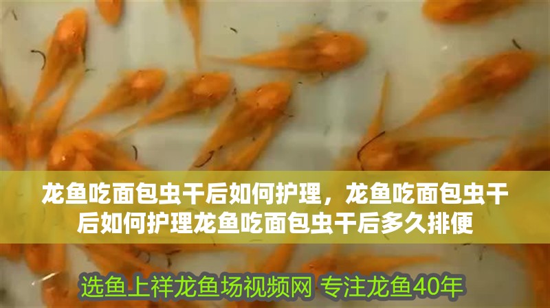 龍魚吃面包蟲干后如何護理，龍魚吃面包蟲干后如何護理龍魚吃面包蟲干后多久排便