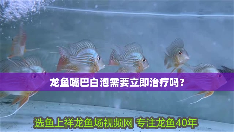 龍魚嘴巴白泡需要立即治療嗎？