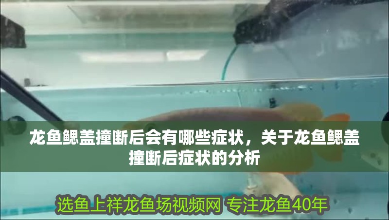 龍魚鰓蓋撞斷后會有哪些癥狀，關于龍魚鰓蓋撞斷后癥狀的分析