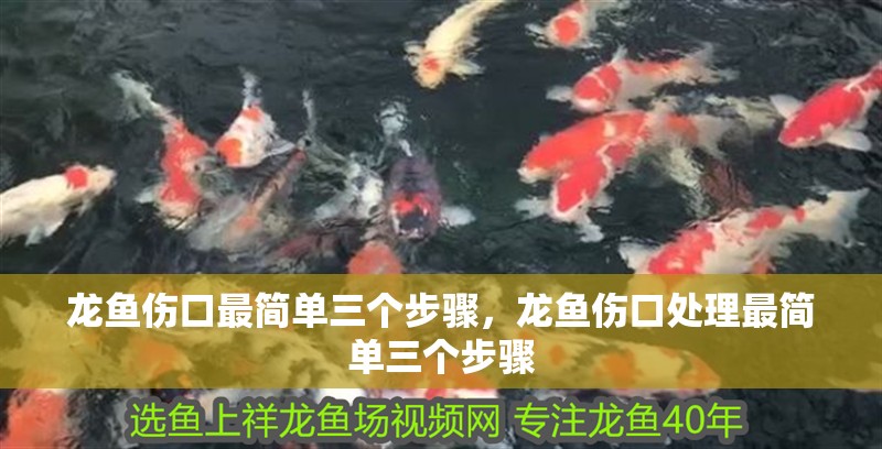 龍魚傷口最簡單三個步驟，龍魚傷口處理最簡單三個步驟