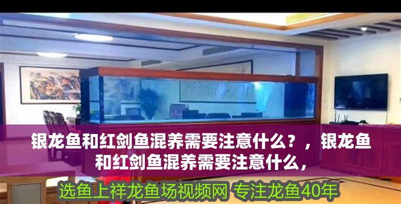 銀龍魚和紅劍魚混養需要注意什么？，銀龍魚和紅劍魚混養需要注意什么，