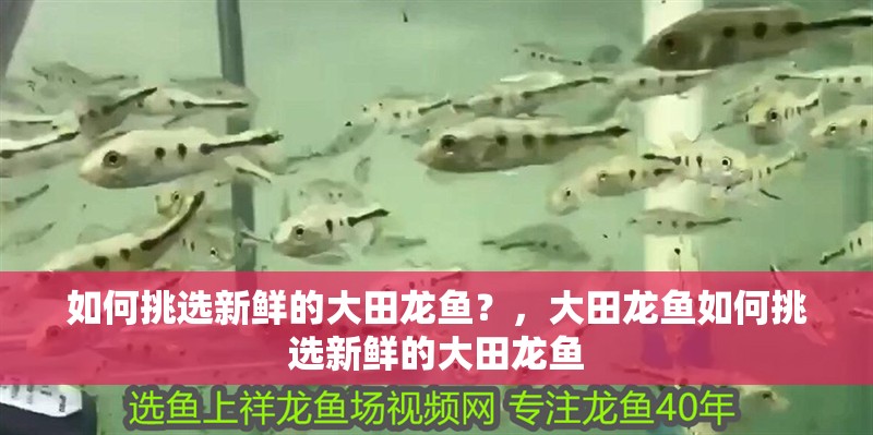 如何挑選新鮮的大田龍魚？，大田龍魚如何挑選新鮮的大田龍魚