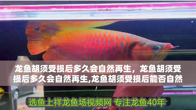 龍魚胡須受損后多久會自然再生，龍魚胡須受損后多久會自然再生,龍魚胡須受損后能否自然再生