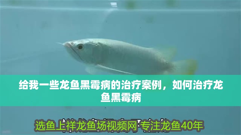 給我一些龍魚(yú)黑霉病的治療案例，如何治療龍魚(yú)黑霉病
