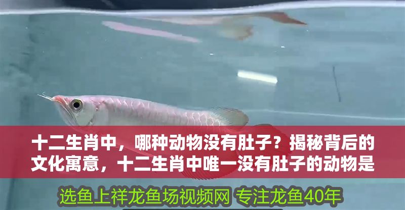 十二生肖中，哪種動物沒有肚子？揭秘背后的文化寓意，十二生肖中唯一沒有肚子的動物是誰？揭秘其獨特文化寓意 十二生肖中，哪種動物沒有肚子？揭秘背后的文化寓意，十二生肖中唯一沒有肚子的動物是誰？揭秘其獨特文化寓意 龍魚百科 第1張