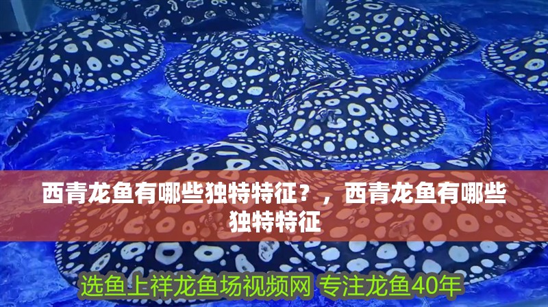 西青龍魚有哪些獨特特征？，西青龍魚有哪些獨特特征