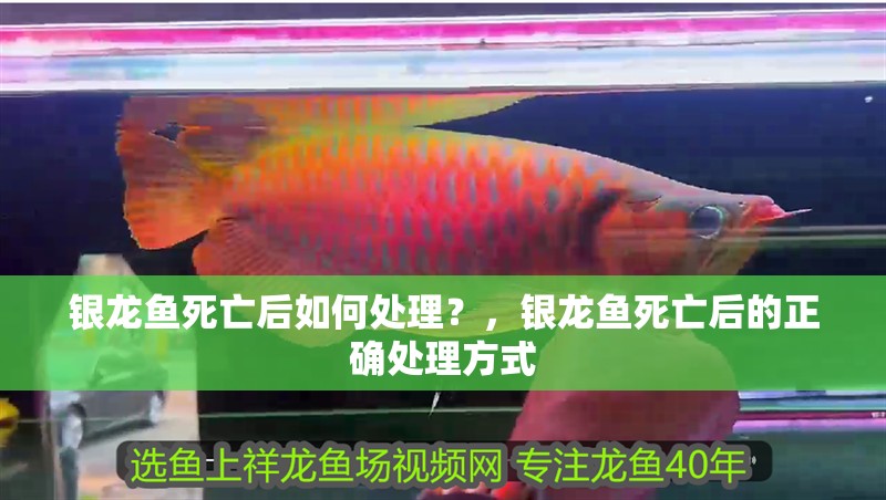 銀龍魚死亡后如何處理？，銀龍魚死亡后的正確處理方式
