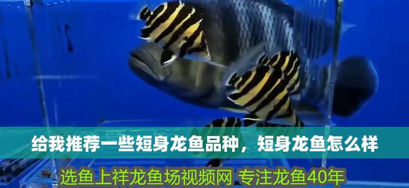 給我推薦一些短身龍魚品種，短身龍魚怎么樣