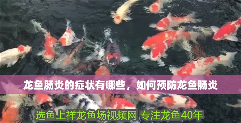 龍魚腸炎的癥狀有哪些，如何預(yù)防龍魚腸炎