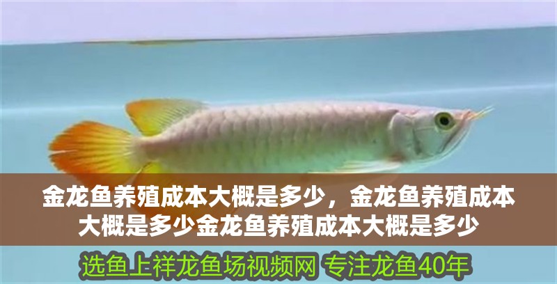 金龍魚養殖成本大概是多少，金龍魚養殖成本大概是多少金龍魚養殖成本大概是多少