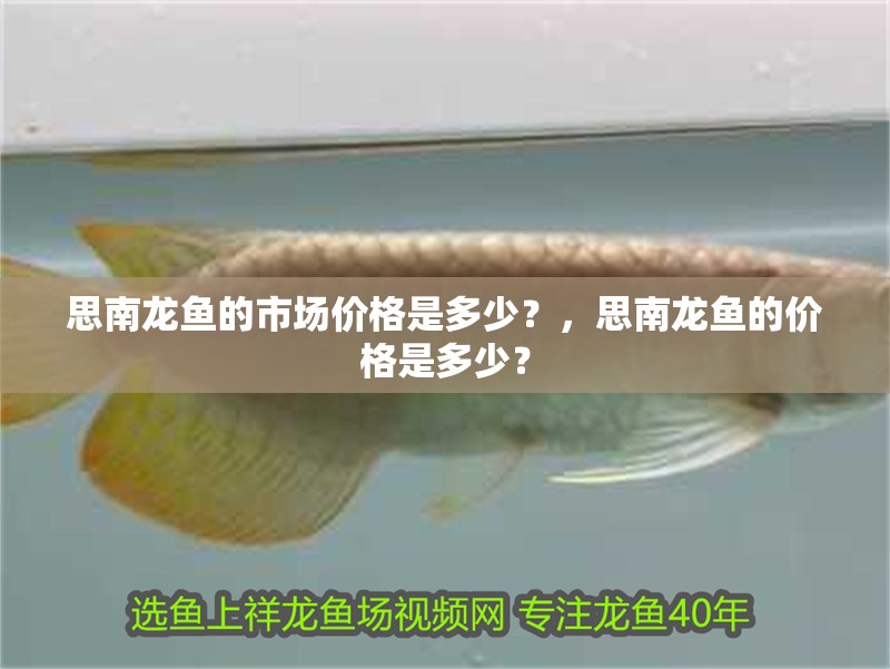 思南龍魚的市場價格是多少？，思南龍魚的價格是多少？