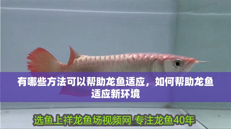 有哪些方法可以幫助龍魚適應(yīng)，如何幫助龍魚適應(yīng)新環(huán)境