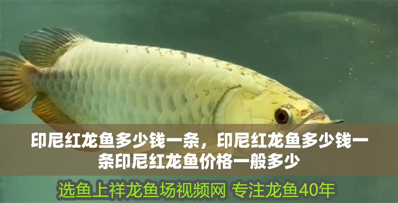 印尼紅龍魚多少錢一條，印尼紅龍魚多少錢一條印尼紅龍魚價格一般多少