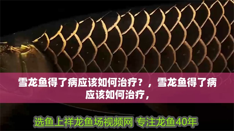 雪龍魚得了病應該如何治療？，雪龍魚得了病應該如何治療，