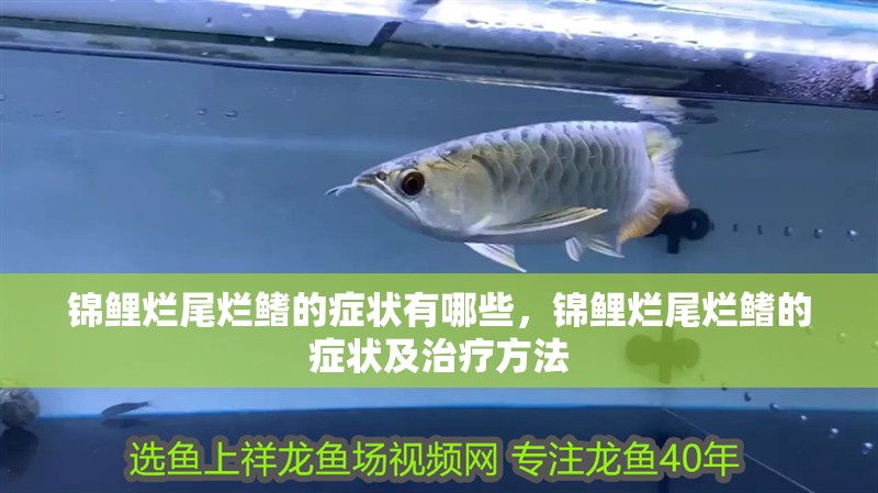 錦鯉爛尾爛鰭的癥狀有哪些，錦鯉爛尾爛鰭的癥狀及治療方法