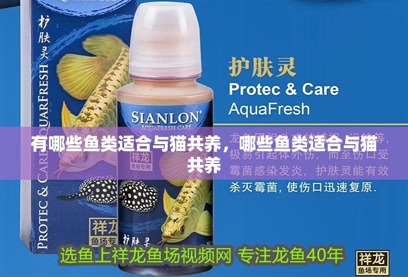 有哪些魚類適合與貓共養，哪些魚類適合與貓共養