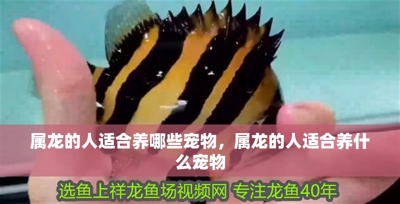 屬龍的人適合養哪些寵物，屬龍的人適合養什么寵物