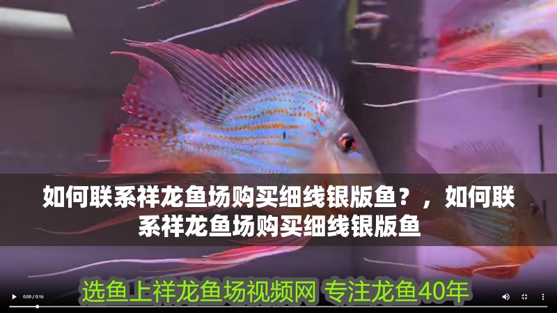 如何聯系祥龍魚場購買細線銀版魚？，如何聯系祥龍魚場購買細線銀版魚
