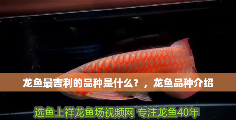龍魚最吉利的品種是什么？，龍魚品種介紹