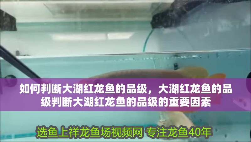 如何判斷大湖紅龍魚的品級，大湖紅龍魚的品級判斷大湖紅龍魚的品級的重要因素