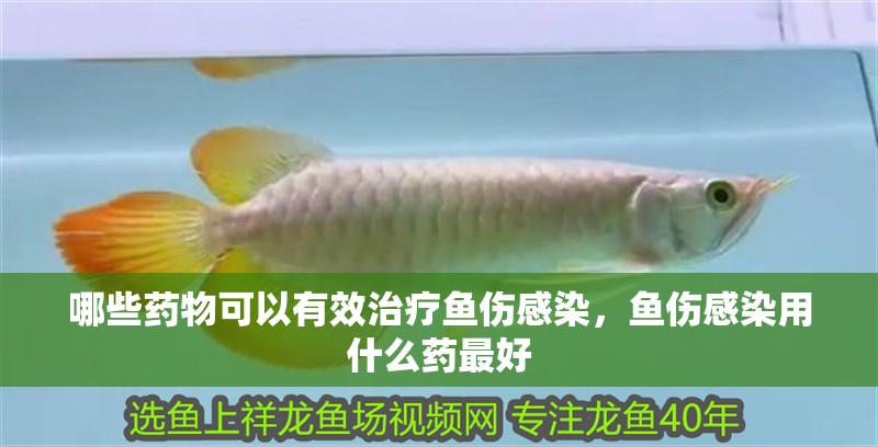 哪些藥物可以有效治療魚傷感染，魚傷感染用什么藥最好