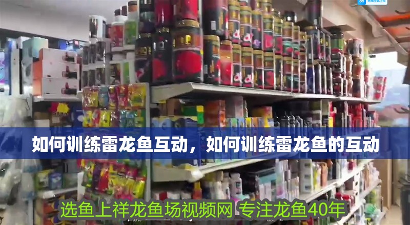 如何訓練雷龍魚互動，如何訓練雷龍魚的互動